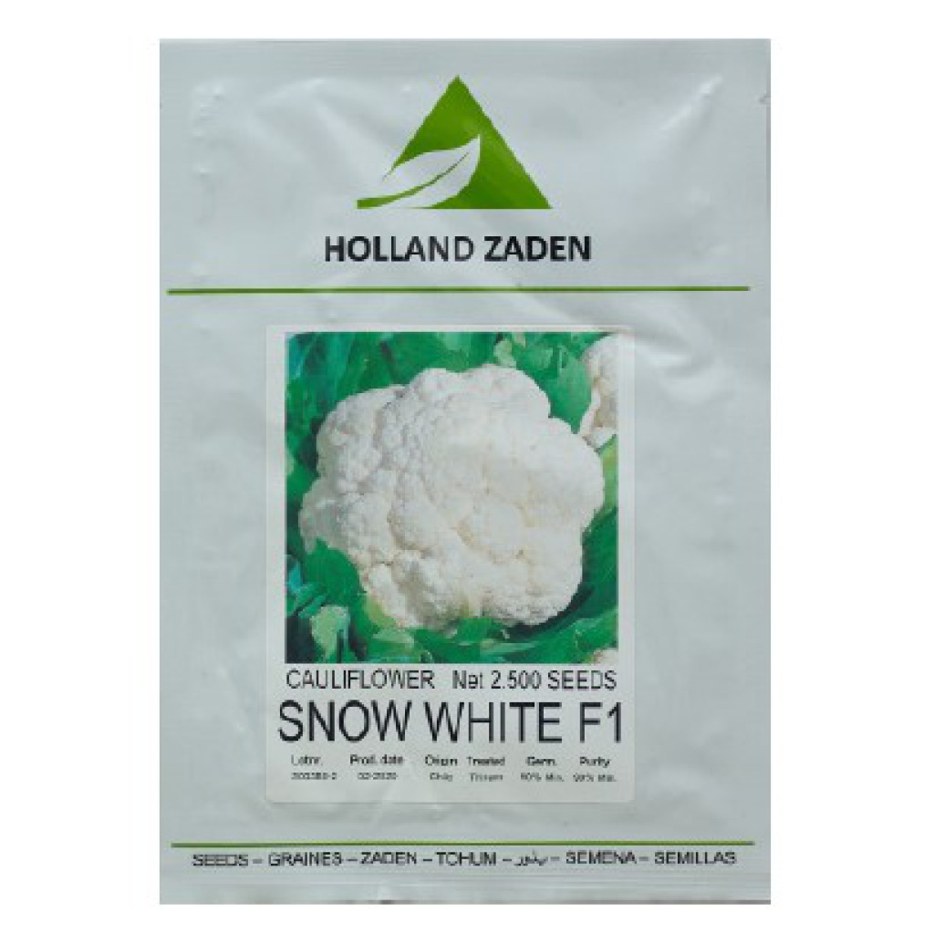 Cauliflower Snow white F1 Holland Zaden GSD GmbH